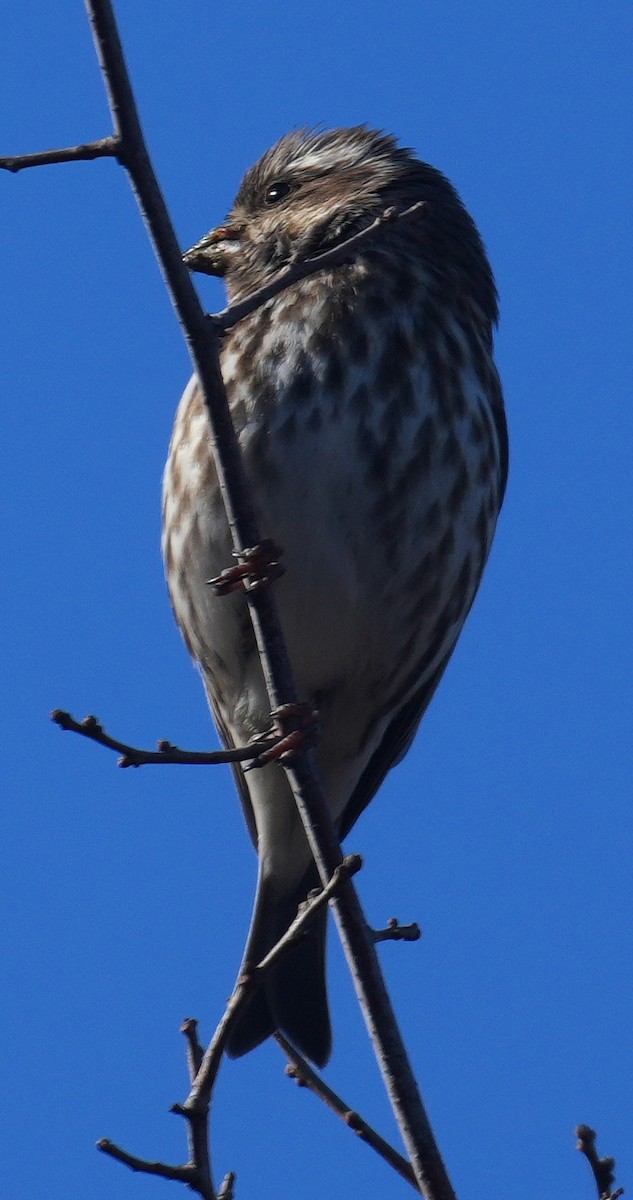 Purple Finch - ML646322110