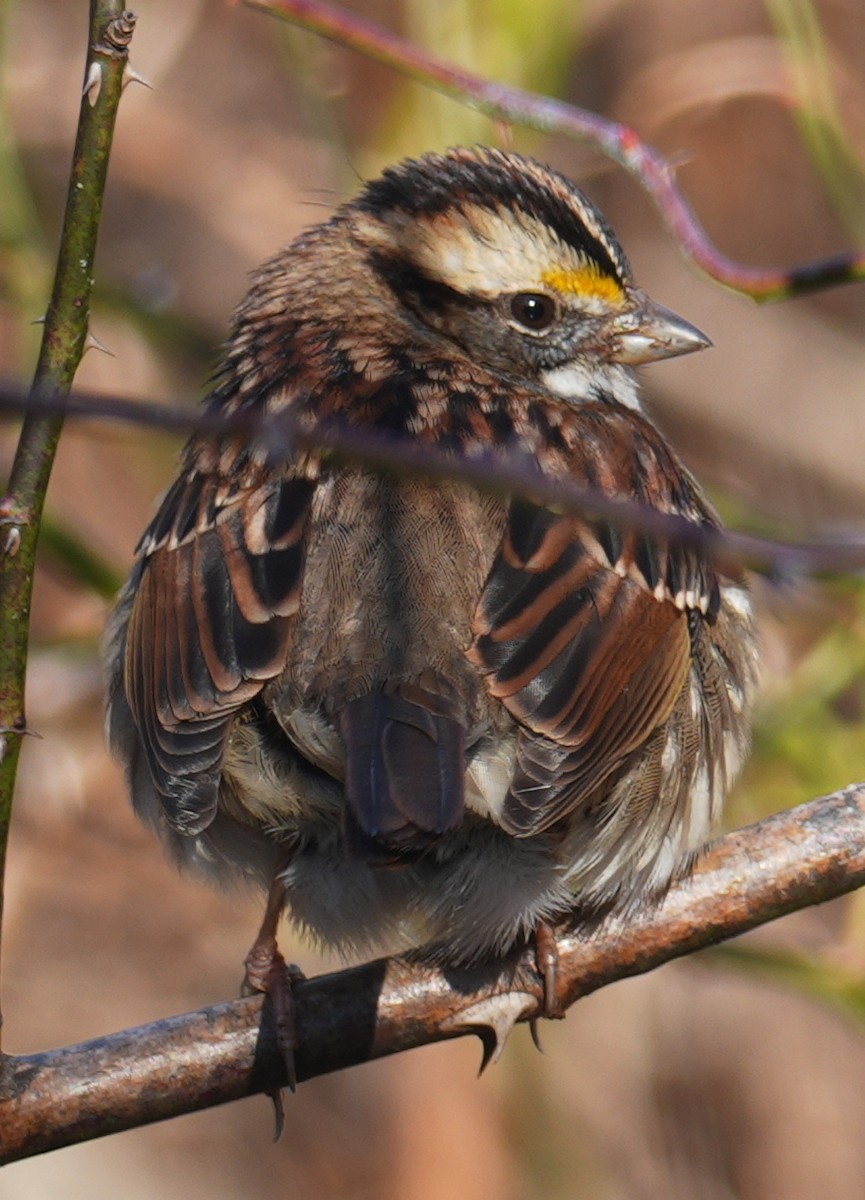 White-throated Sparrow - ML646322131