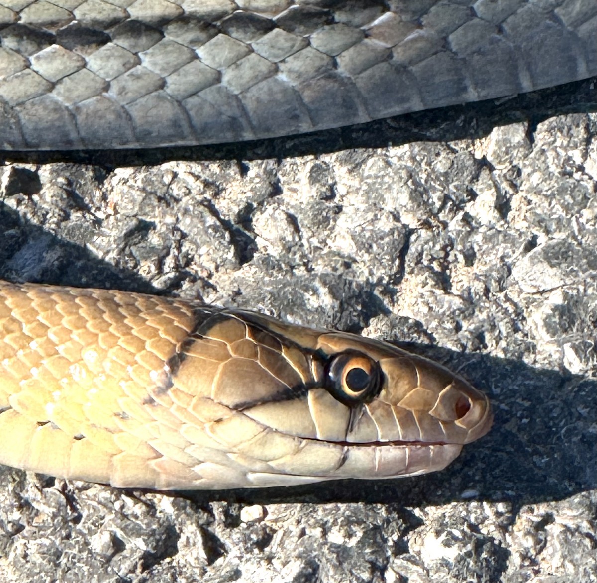 Reptiles - ML646322153