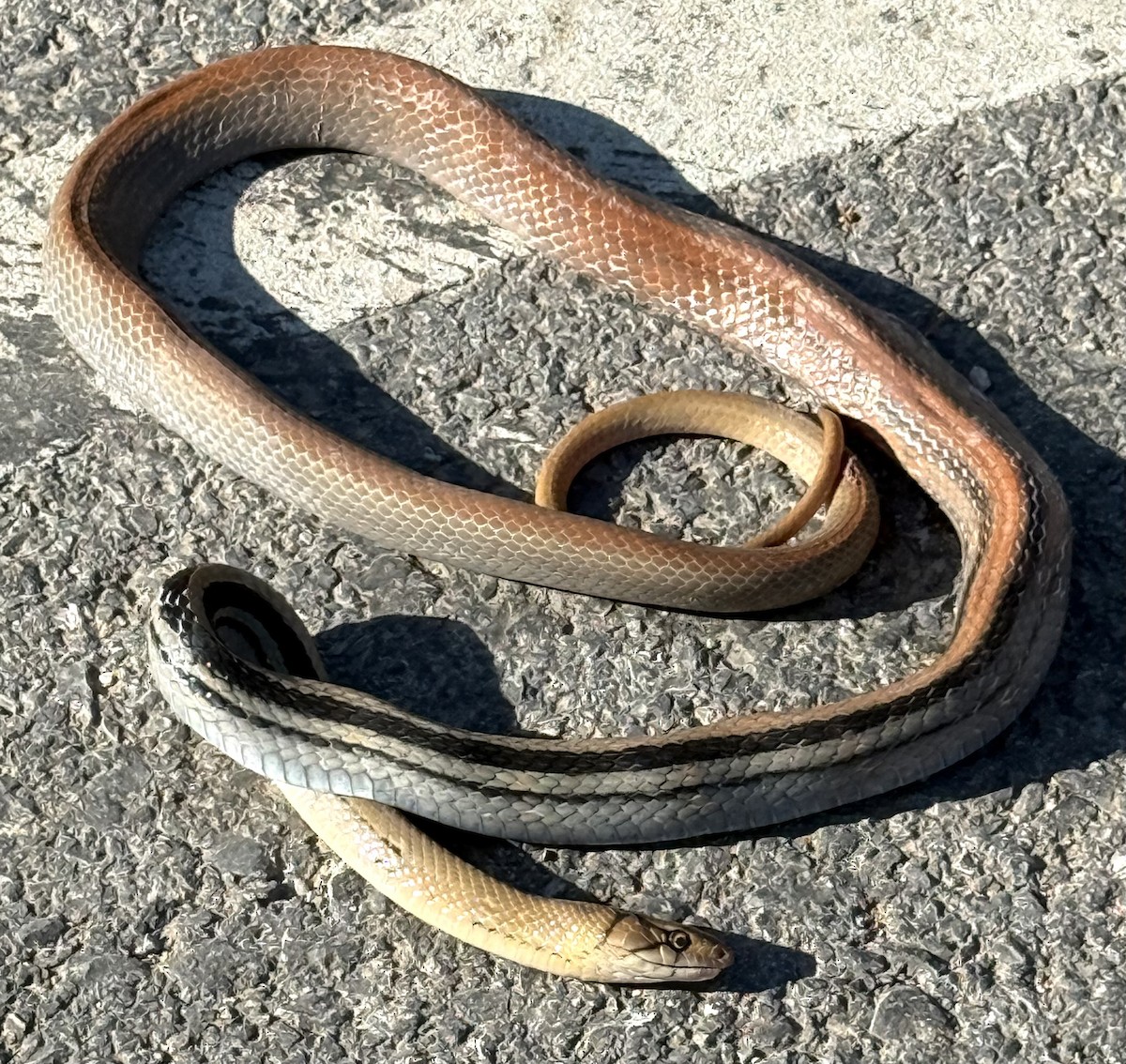 Reptiles - ML646322154