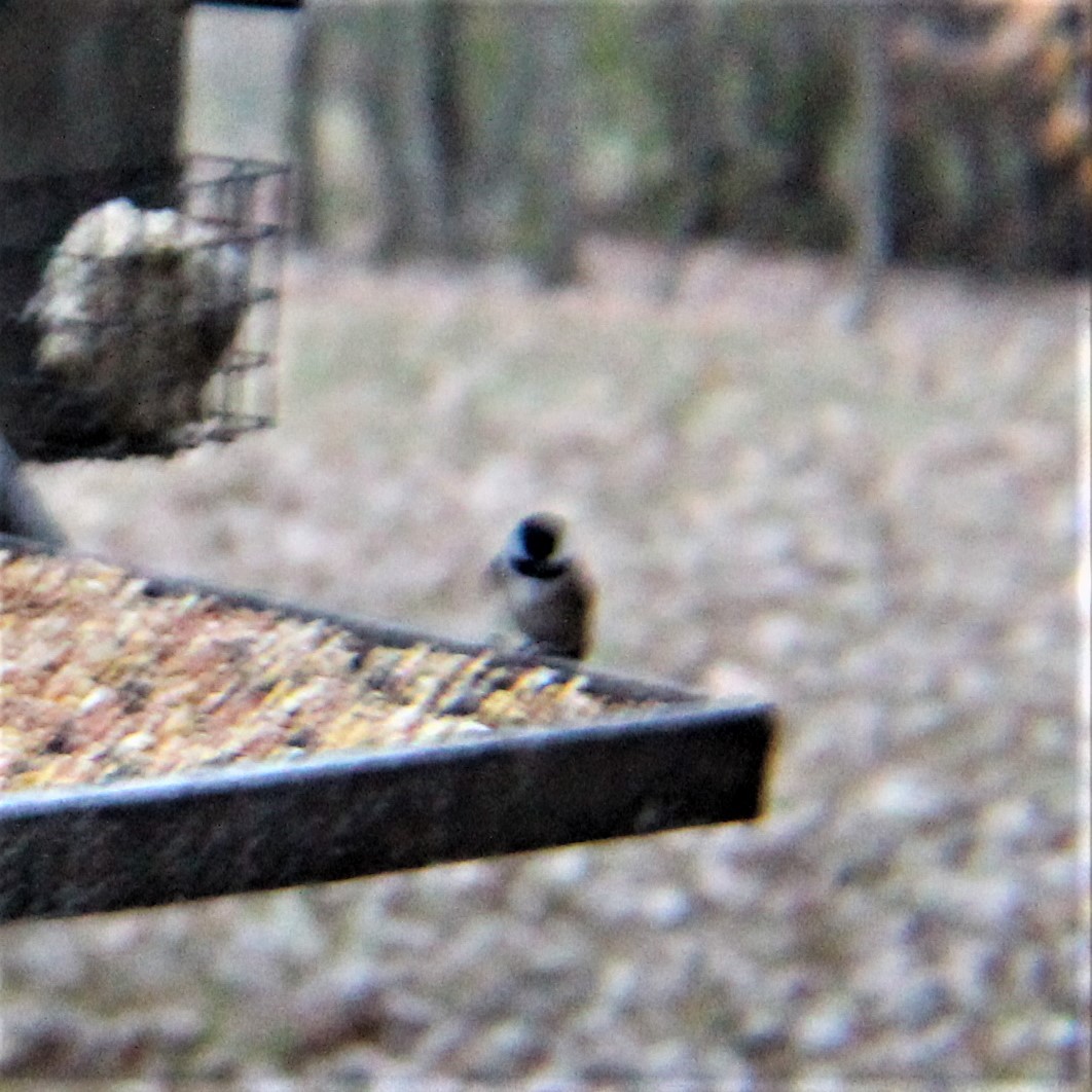 Carolina Chickadee - ML646322155