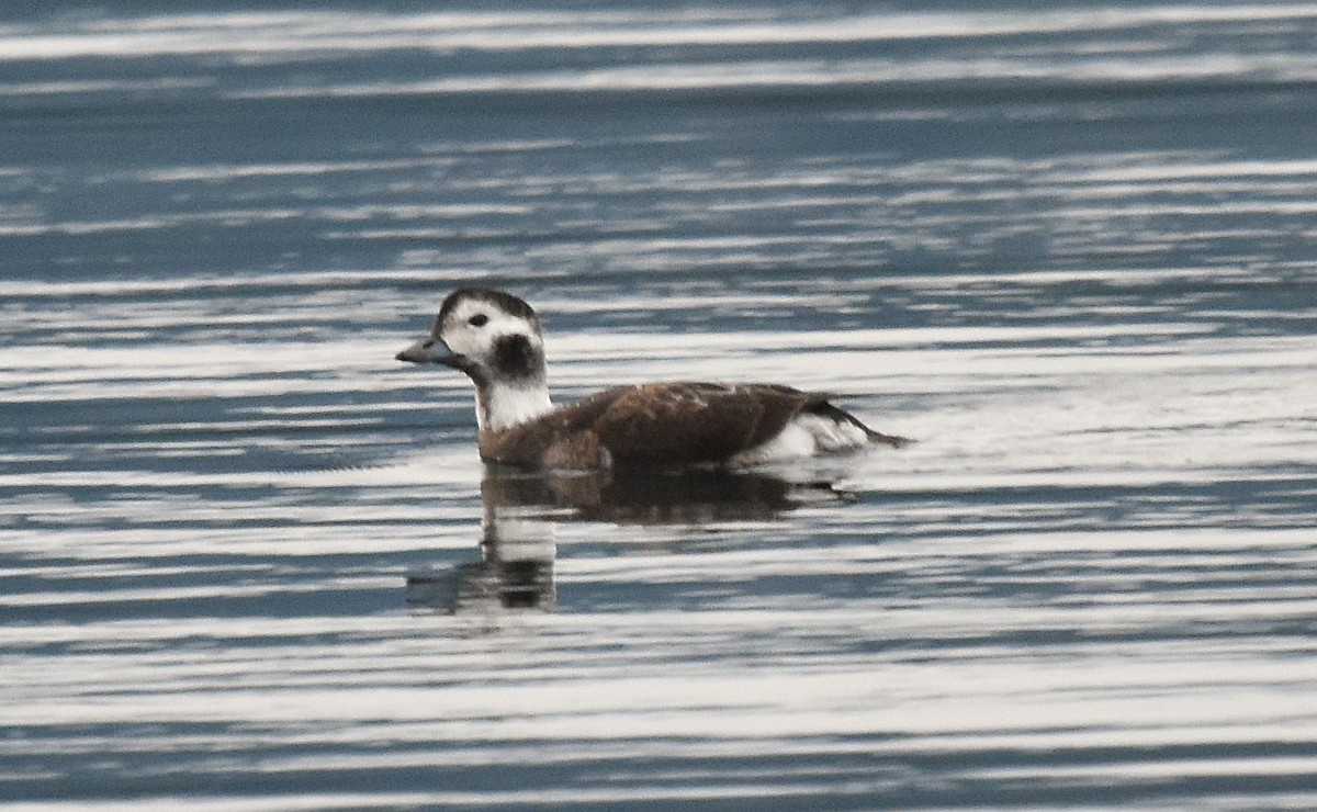Long-tailed Duck - ML646322166