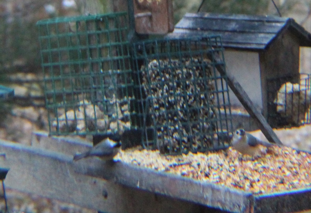 Carolina Chickadee - ML646322167