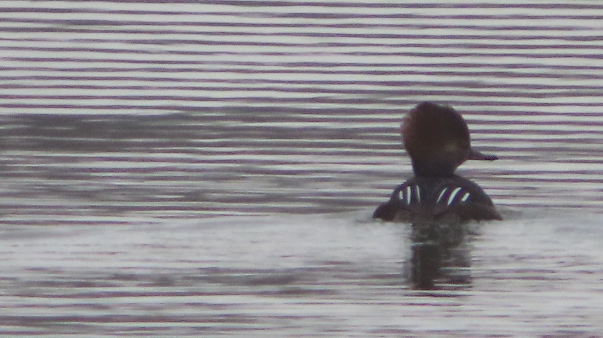Hooded Merganser - ML646322168