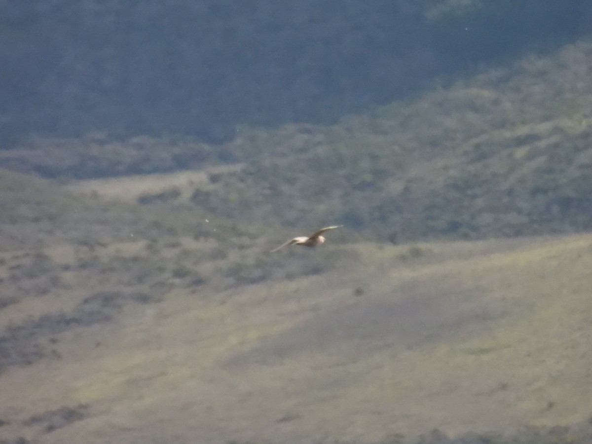 Мартин гренландський (підвид thayeri) - ML646322182