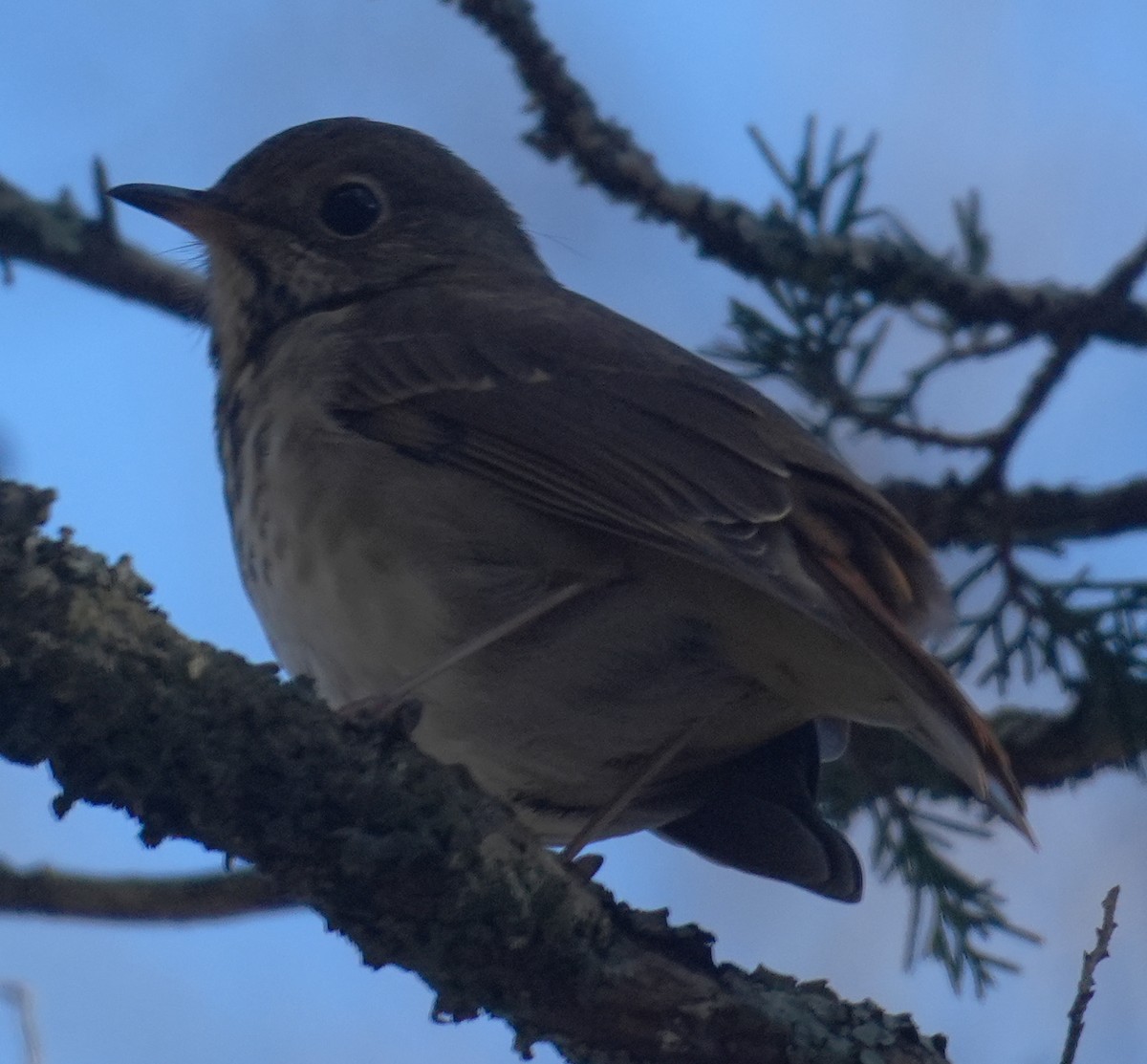 Hermit Thrush - ML646322184