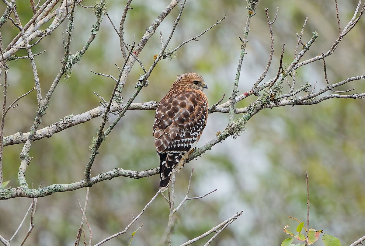 Канюк рудоплечий - ML646322186