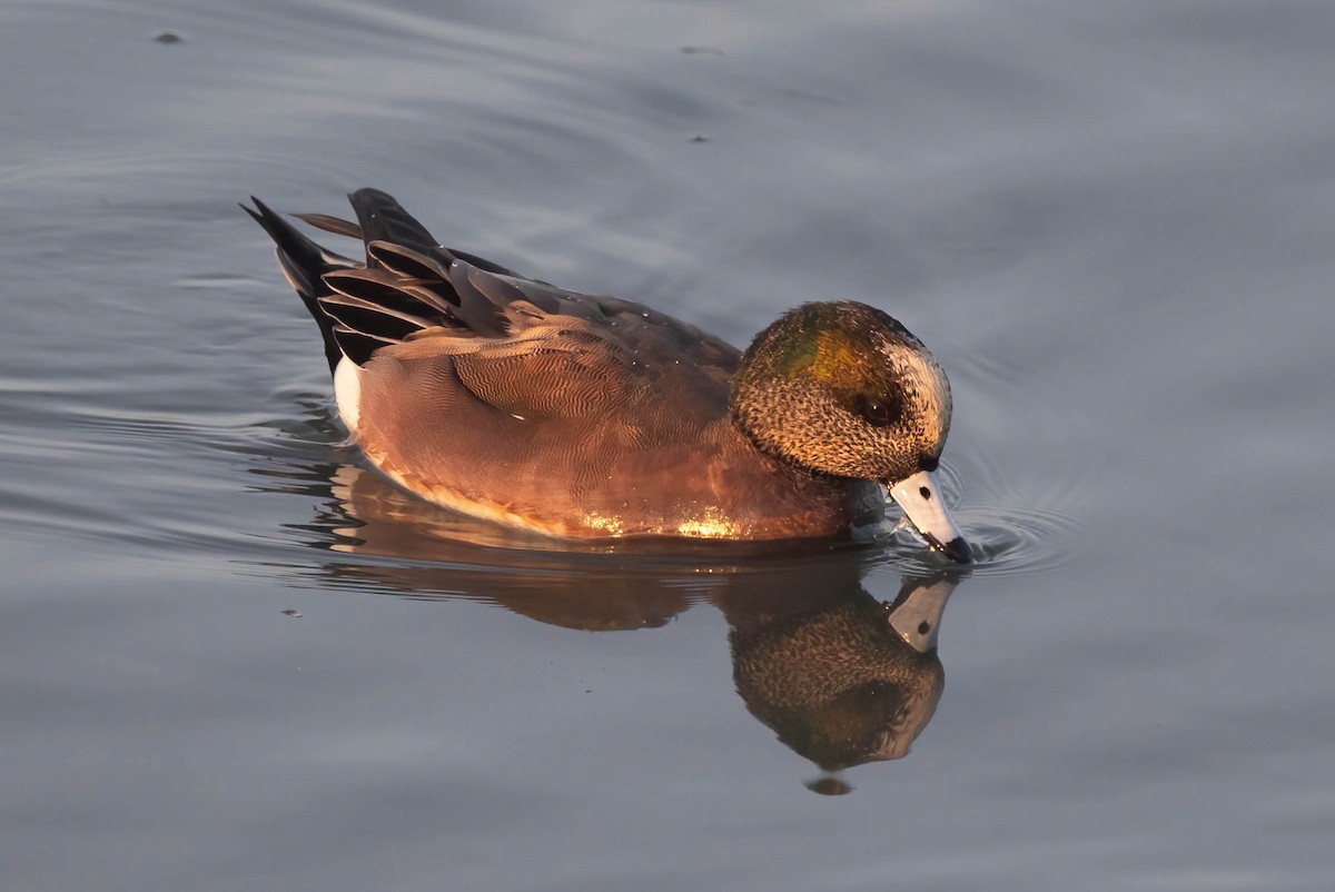 Свищ американський - ML646322197