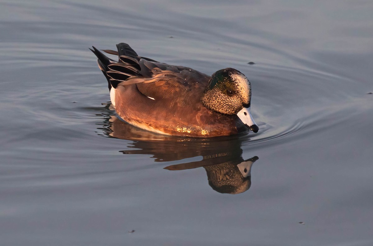 American Wigeon - ML646322198