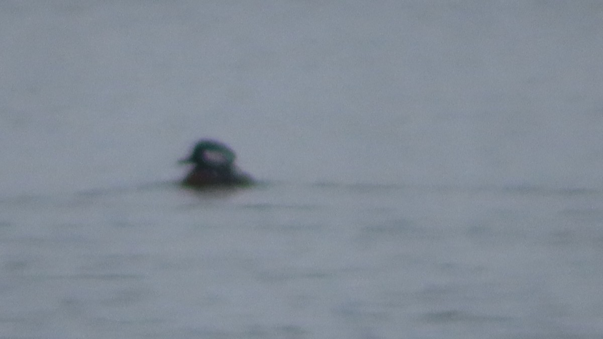 Крех жовтоокий - ML646322199