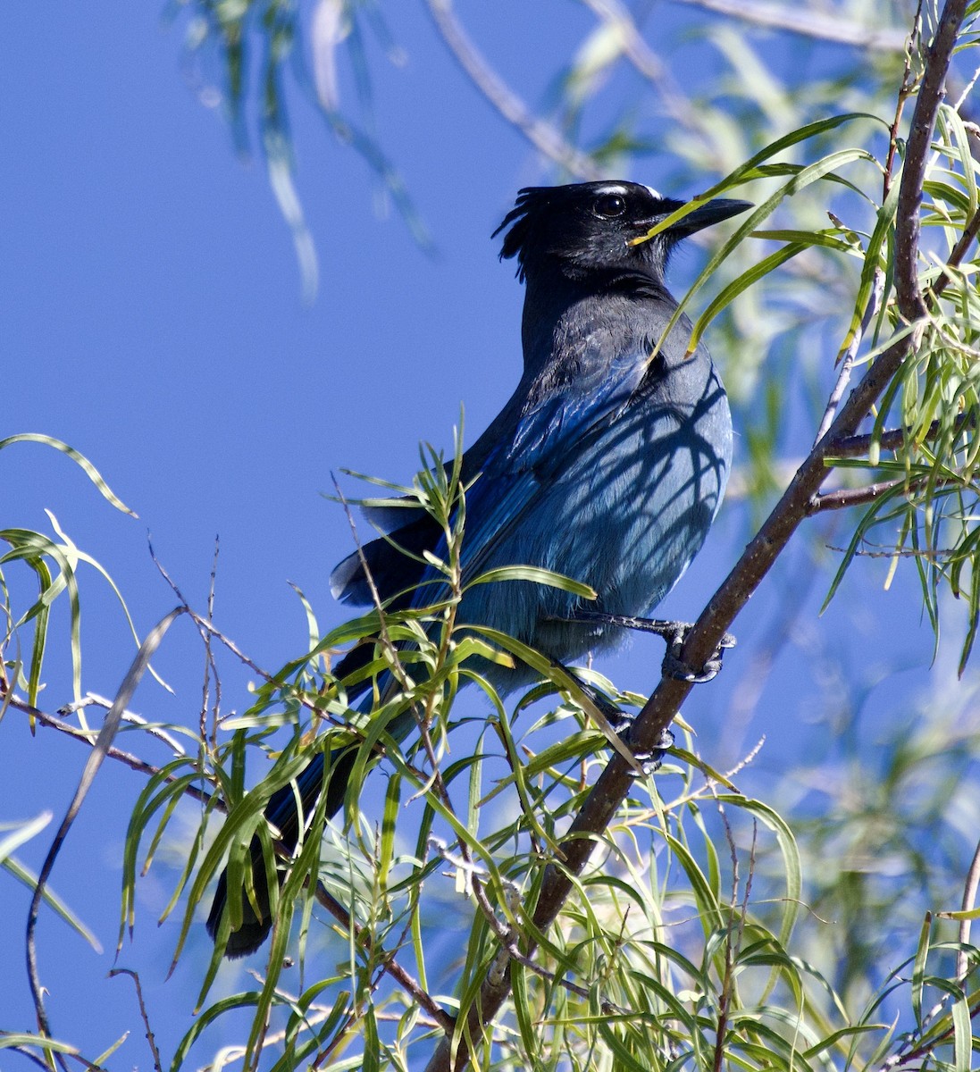 Steller's Jay (Southwest Interior) - ML646322201
