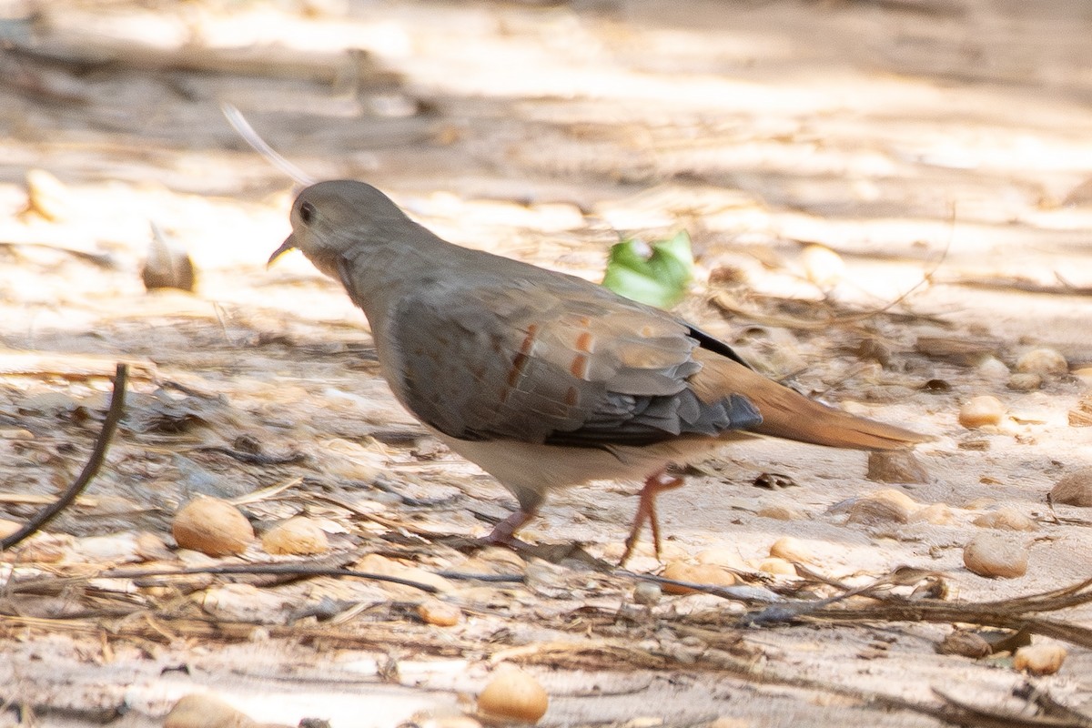 Талпакоті сірий - ML646322202