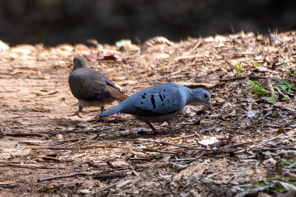 Талпакоті сірий - ML646322203