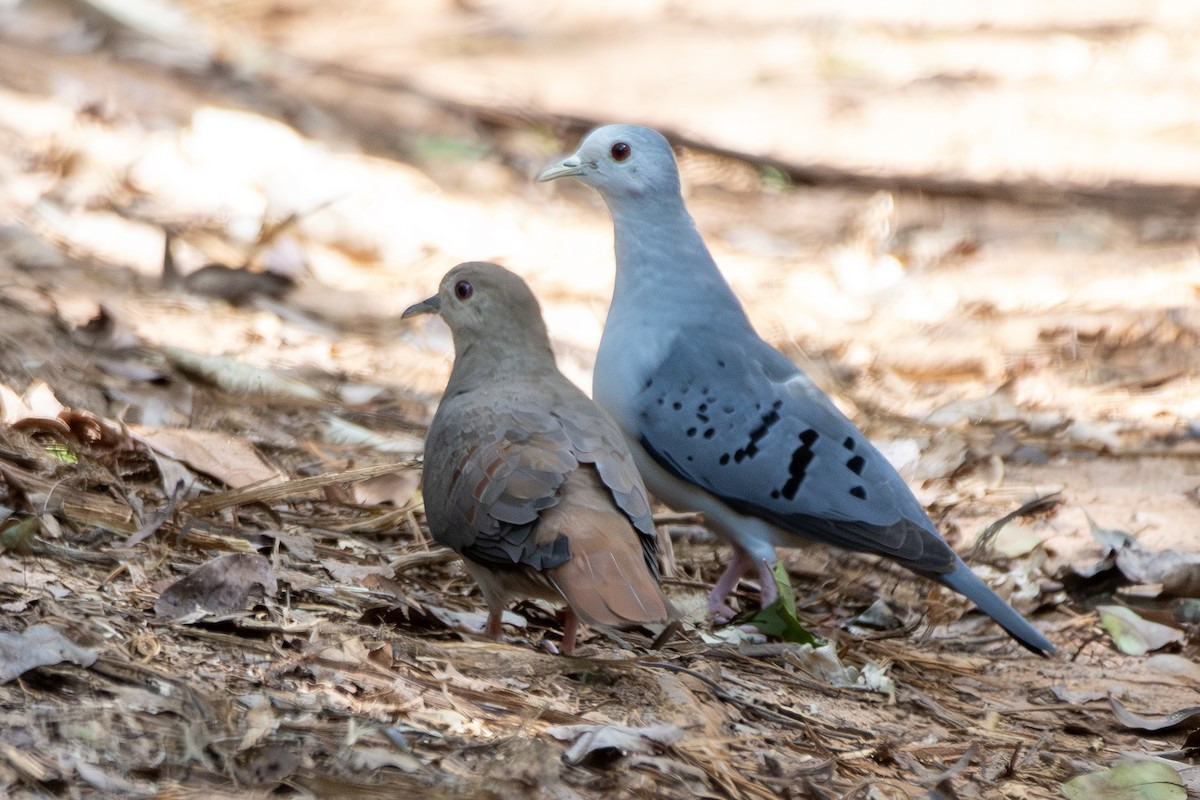 Талпакоті сірий - ML646322204