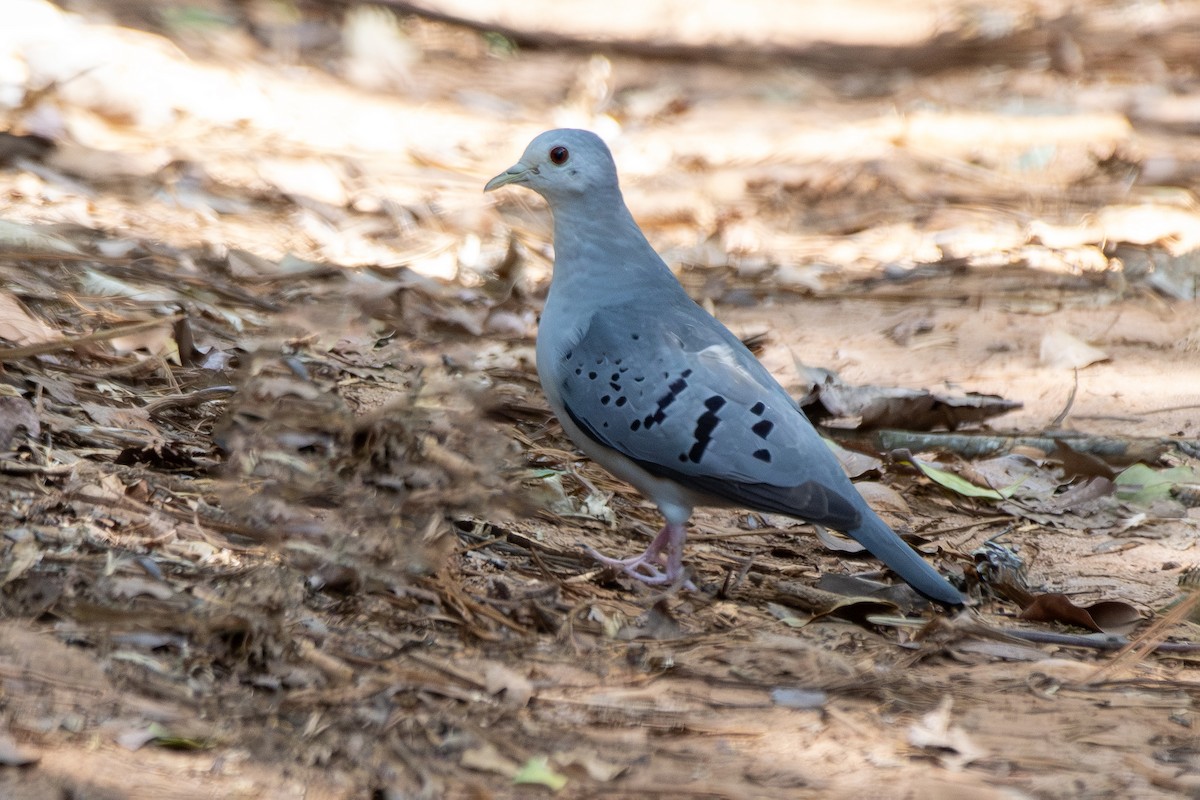 holoubek šedomodrý - ML646322205