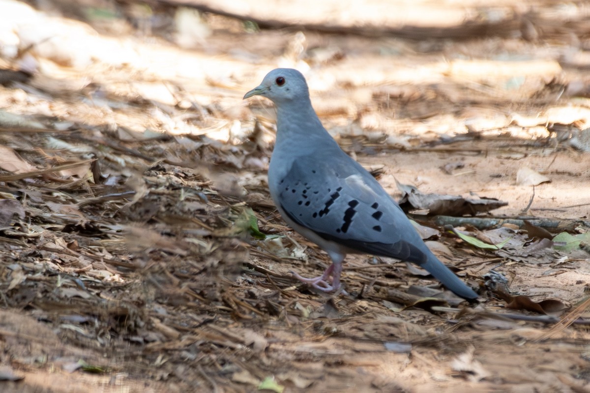 Талпакоті сірий - ML646322206