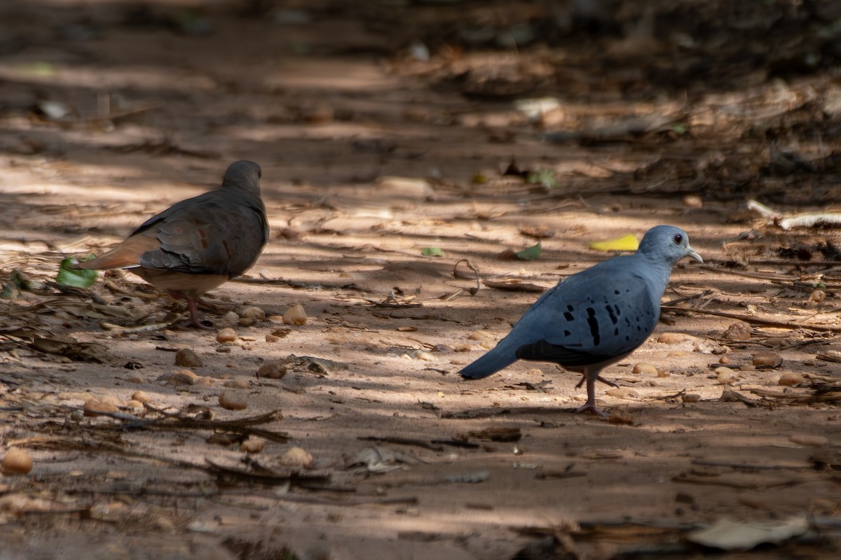 Талпакоті сірий - ML646322207