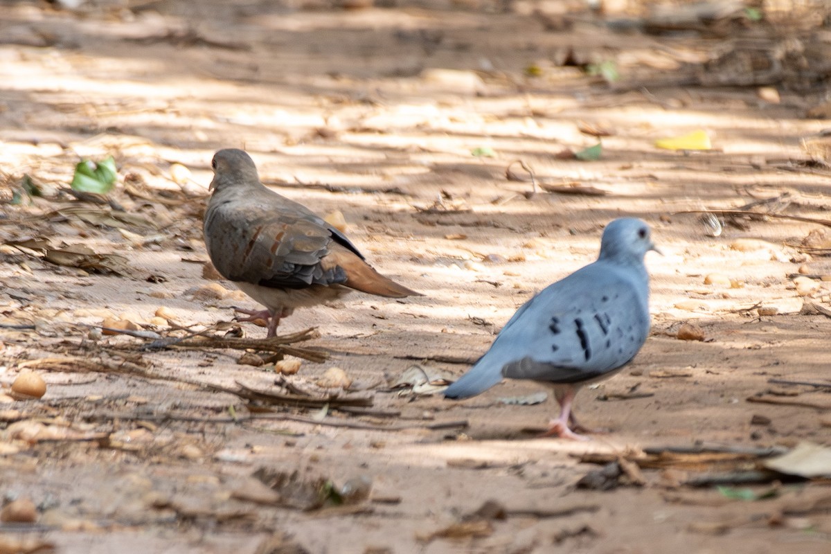 Талпакоті сірий - ML646322208