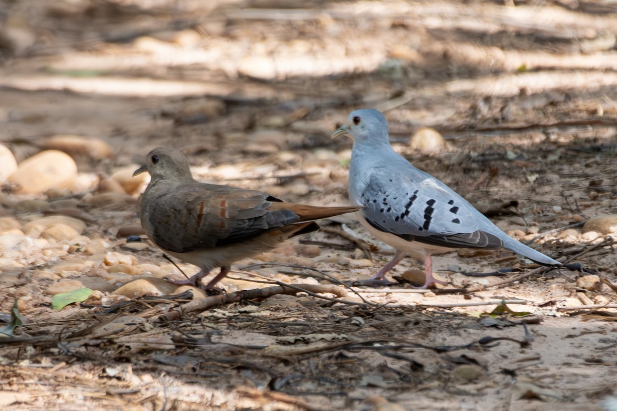 holoubek šedomodrý - ML646322209