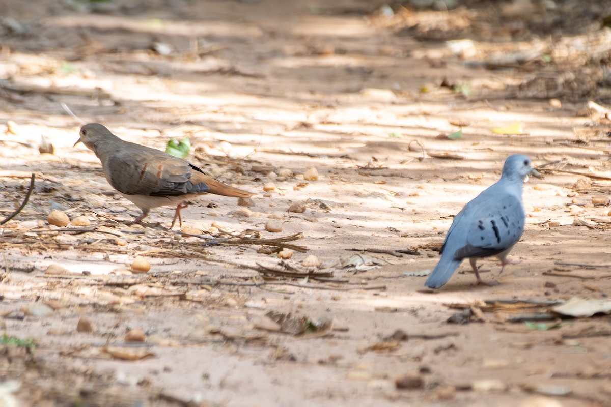 Талпакоті сірий - ML646322210