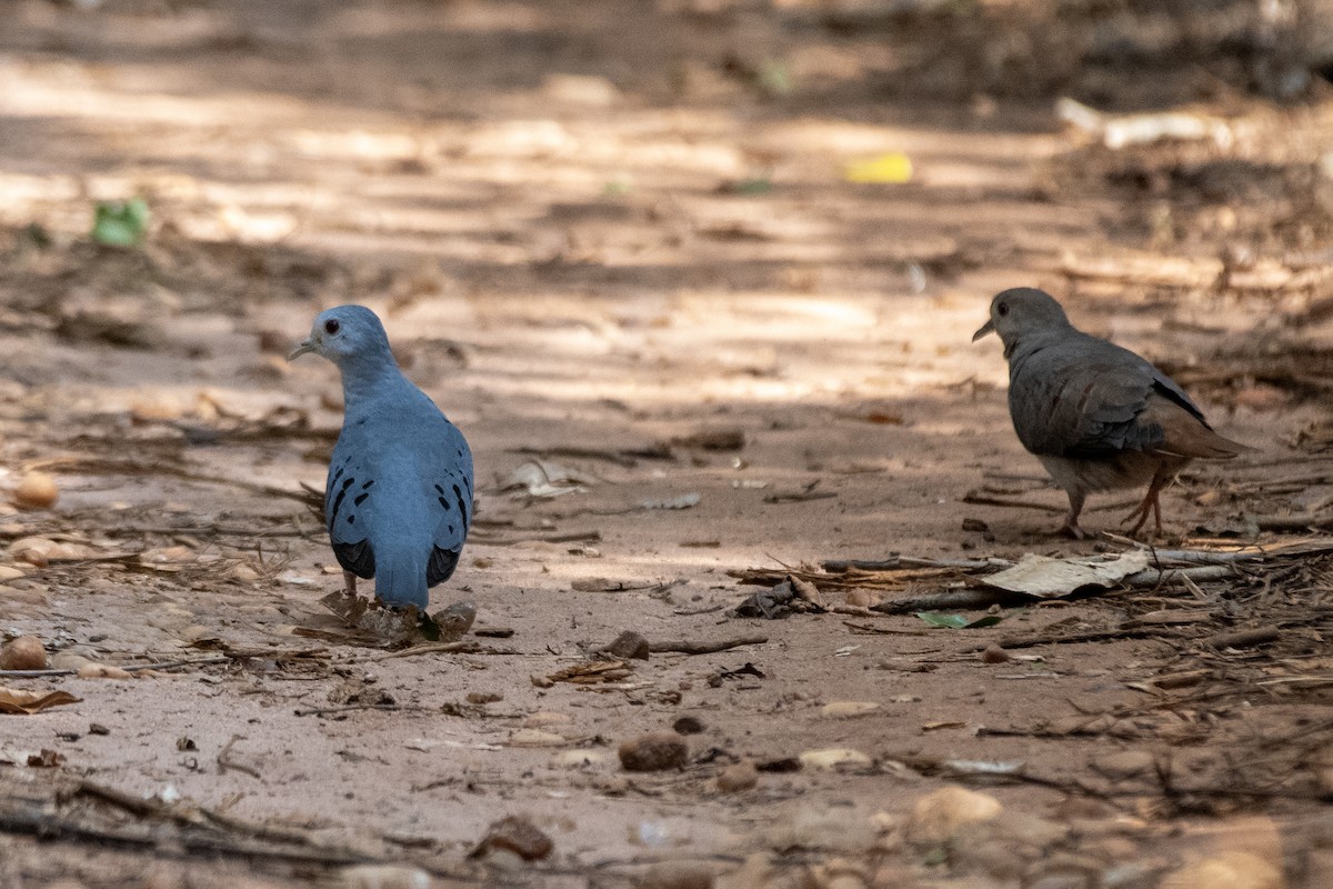 Талпакоті сірий - ML646322211