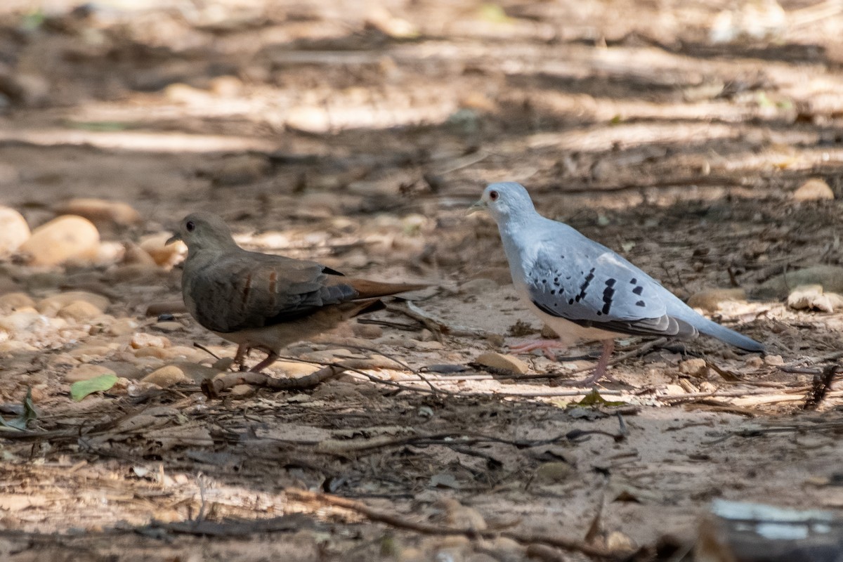 holoubek šedomodrý - ML646322212