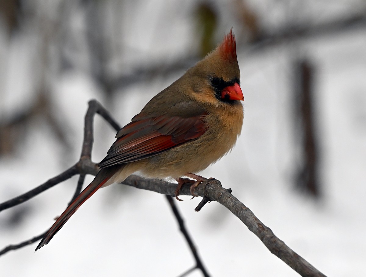 Northern Cardinal - ML646322216