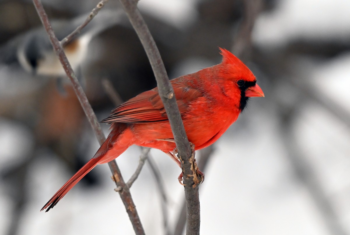 Northern Cardinal - ML646322217