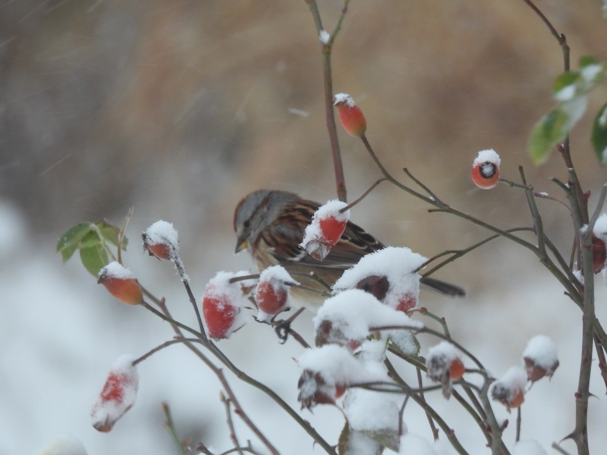 American Tree Sparrow - ML646322221