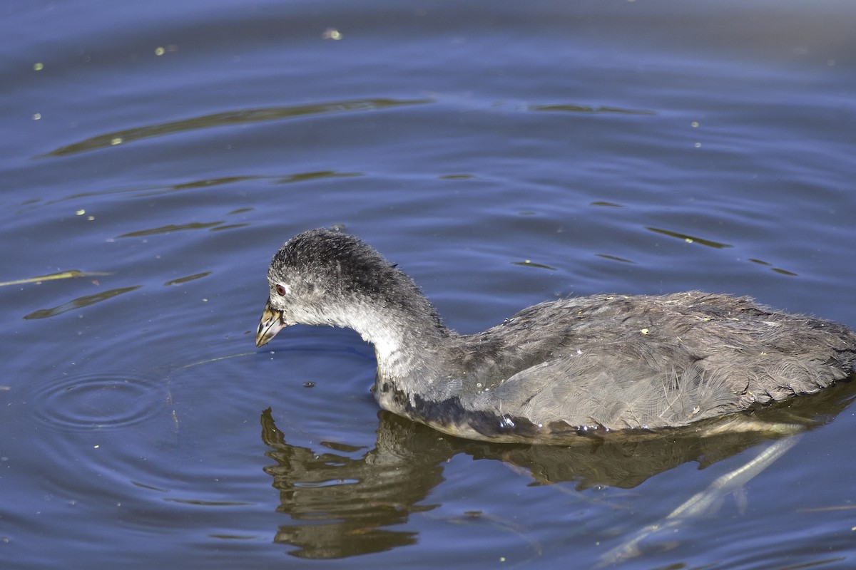 Eurasian Coot - ML646322225