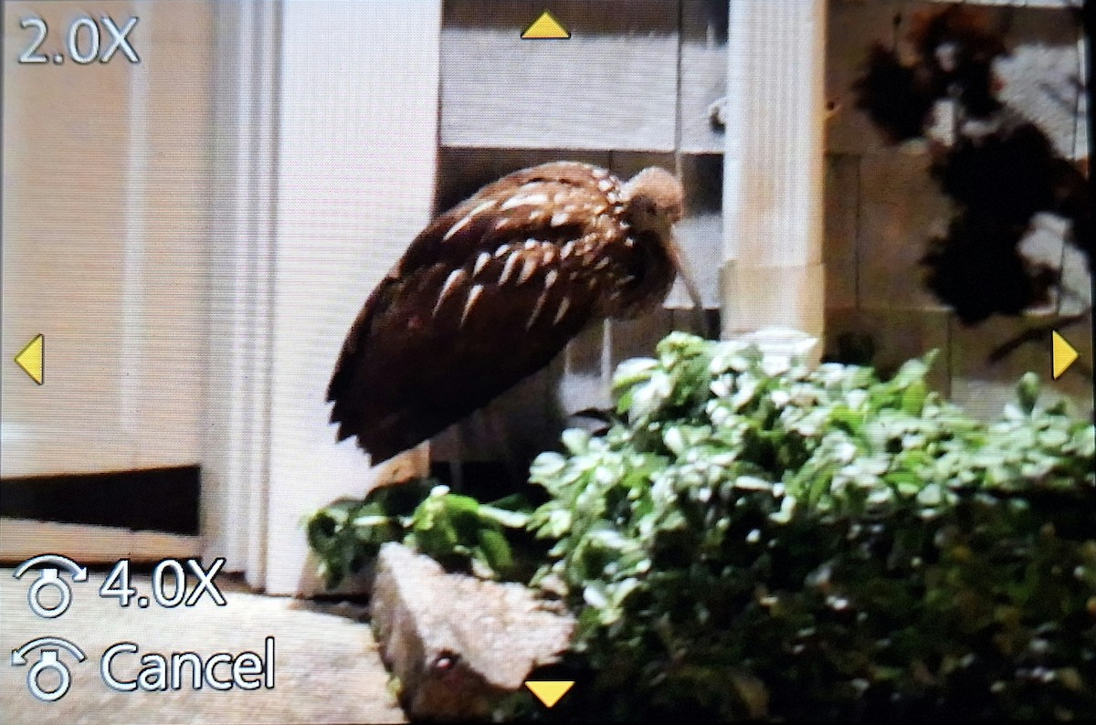 kurlan chřástalovitý - ML646322227