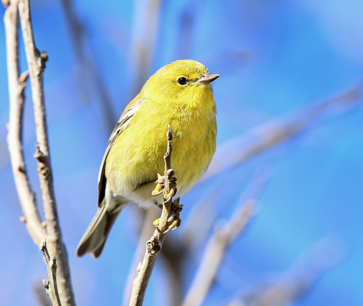 Pine Warbler - ML646322229