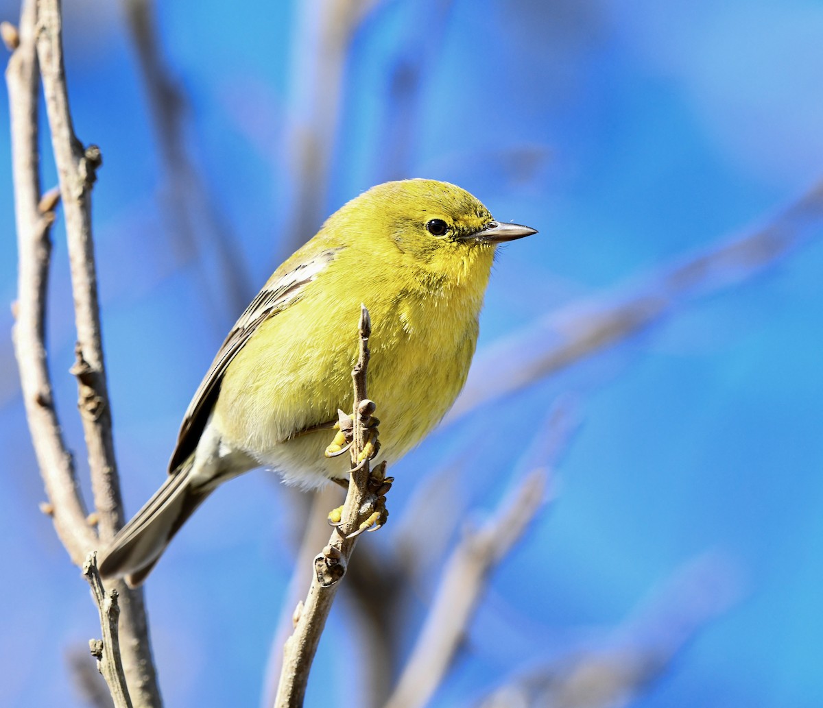 Pine Warbler - ML646322231