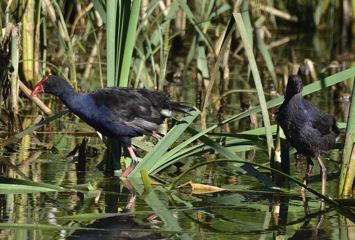 Australasian Swamphen - ML646322232