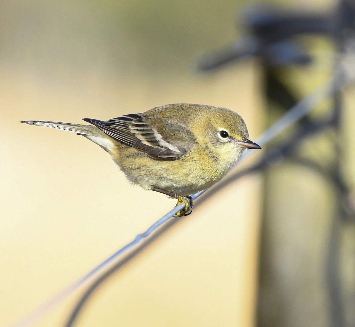 Pine Warbler - ML646322233