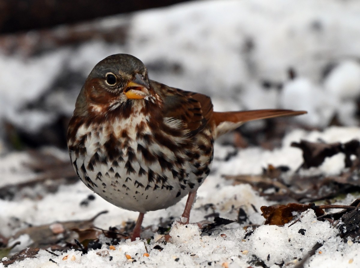 Fox Sparrow - ML646322234
