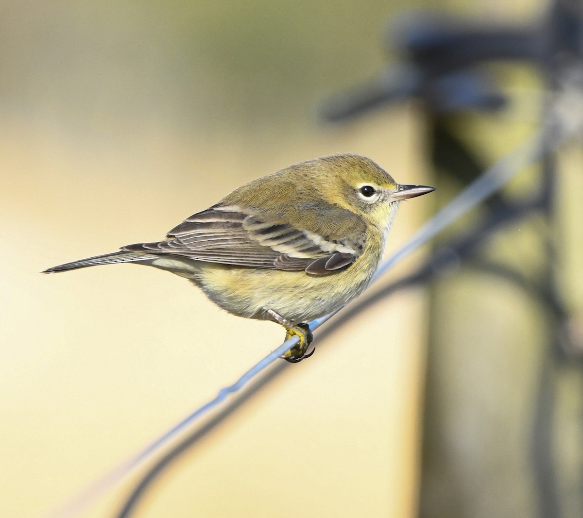 Pine Warbler - ML646322236