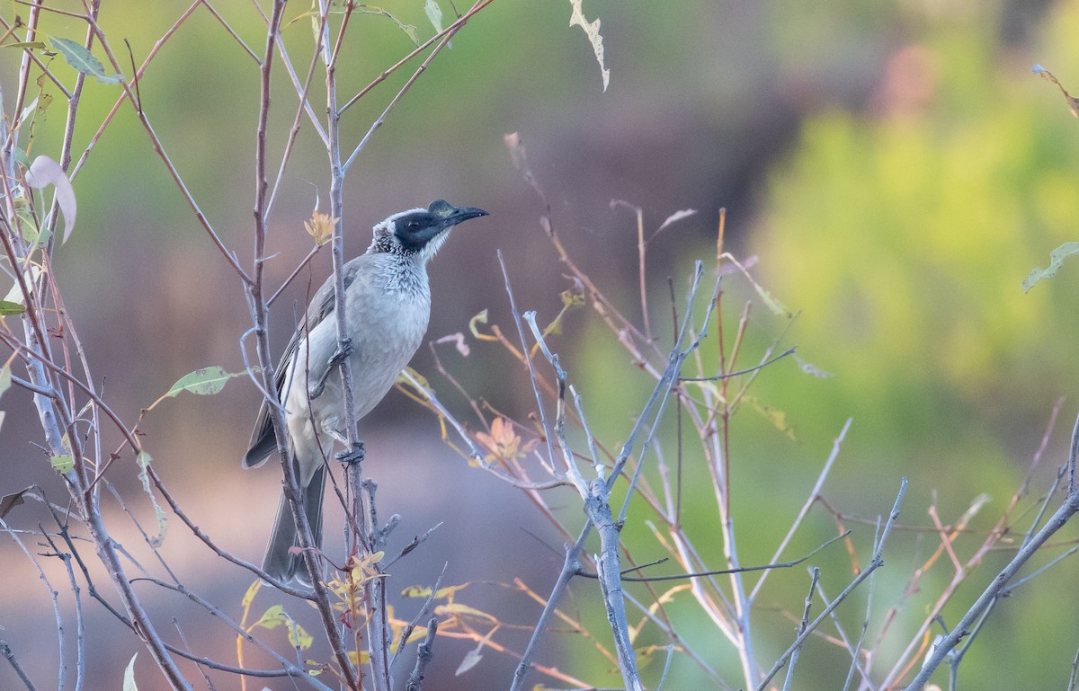 コブハゲミツスイ - ML646322237