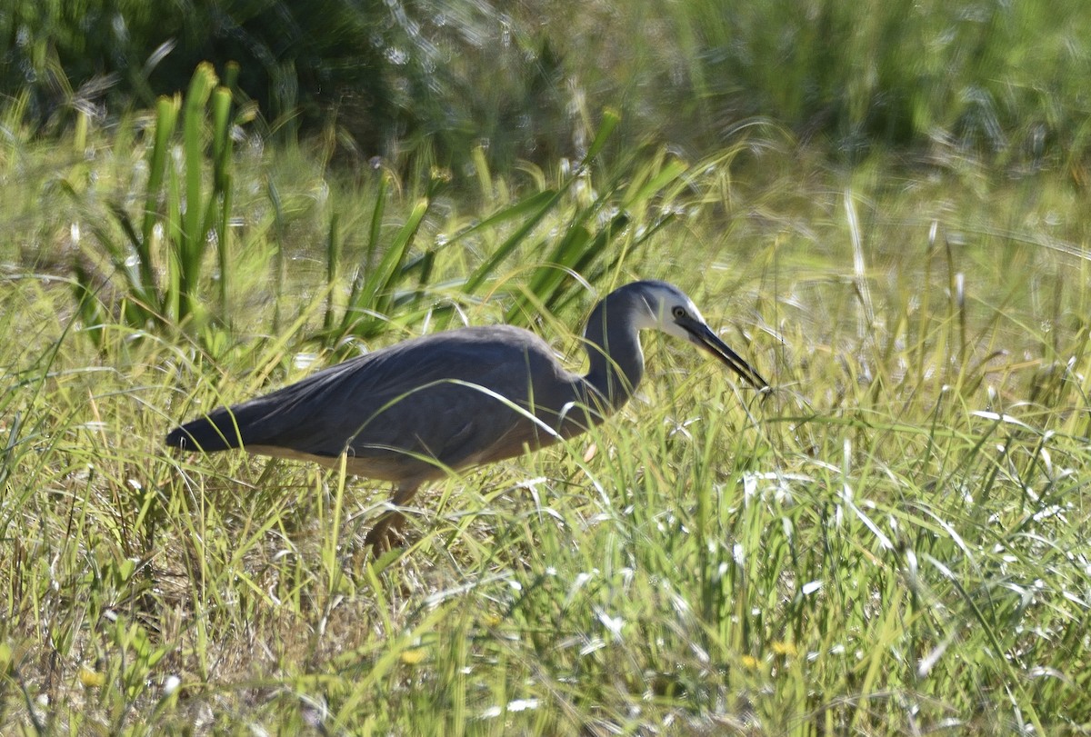 White-faced Heron - ML646322238