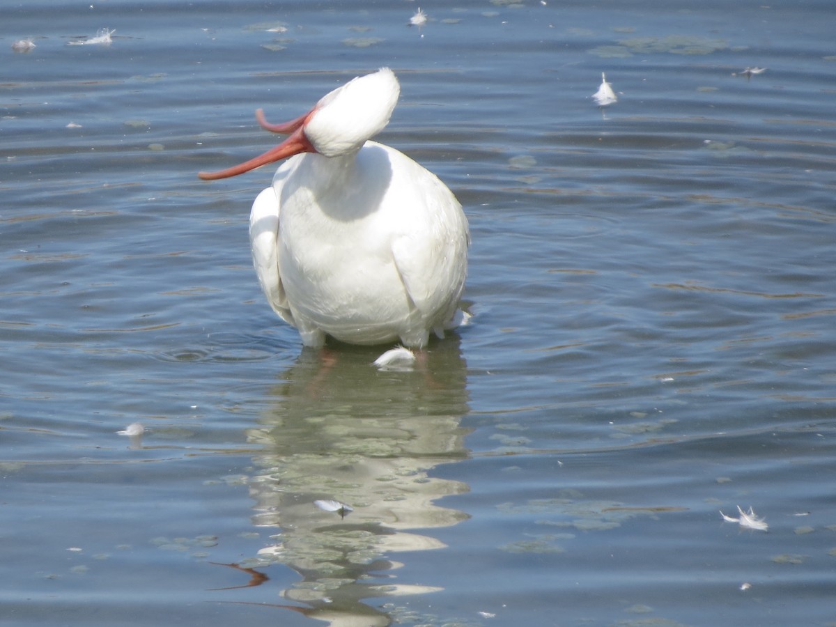 White Ibis - ML646322239