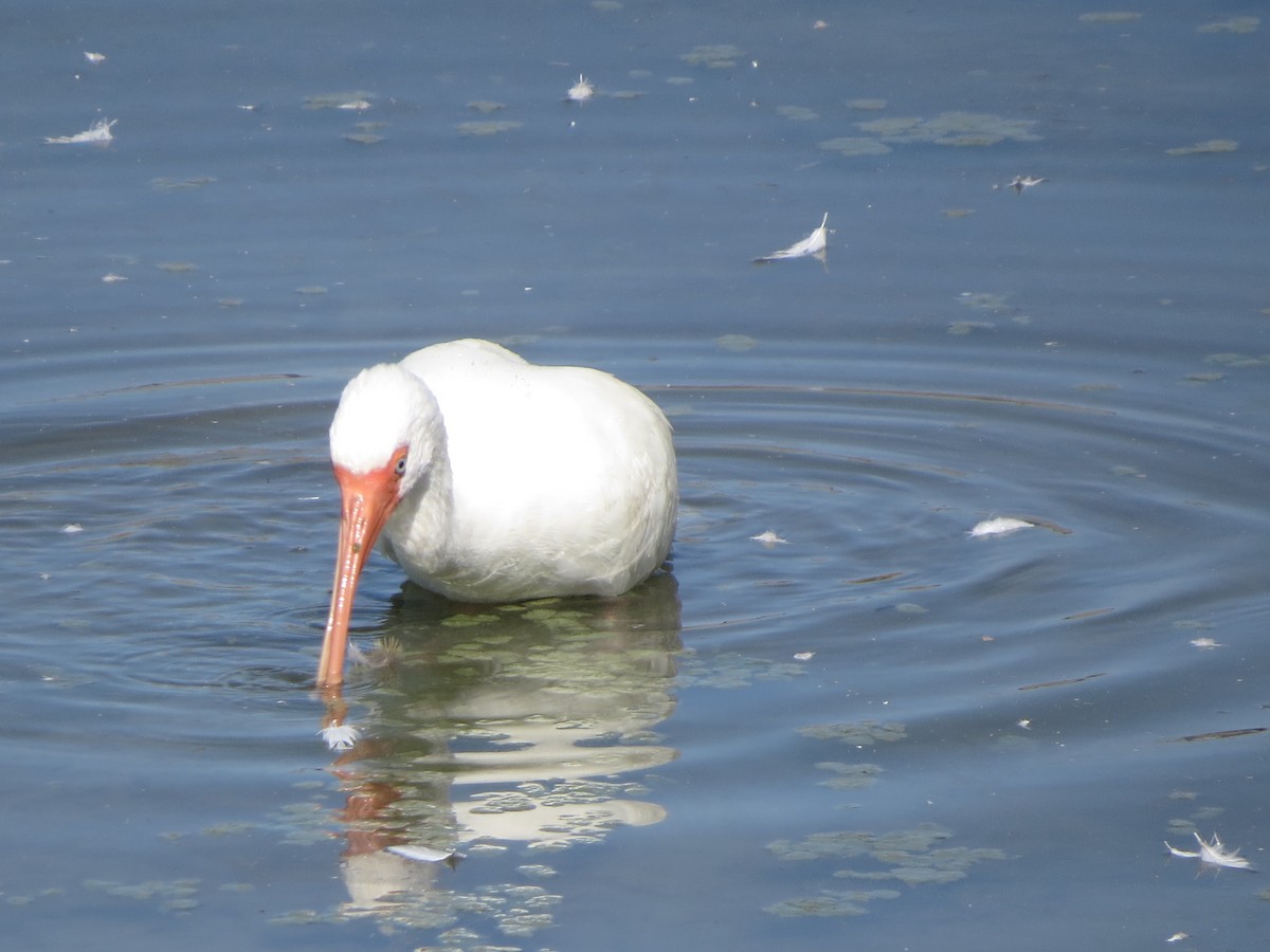 White Ibis - ML646322240