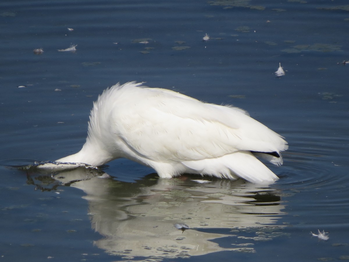 White Ibis - ML646322241