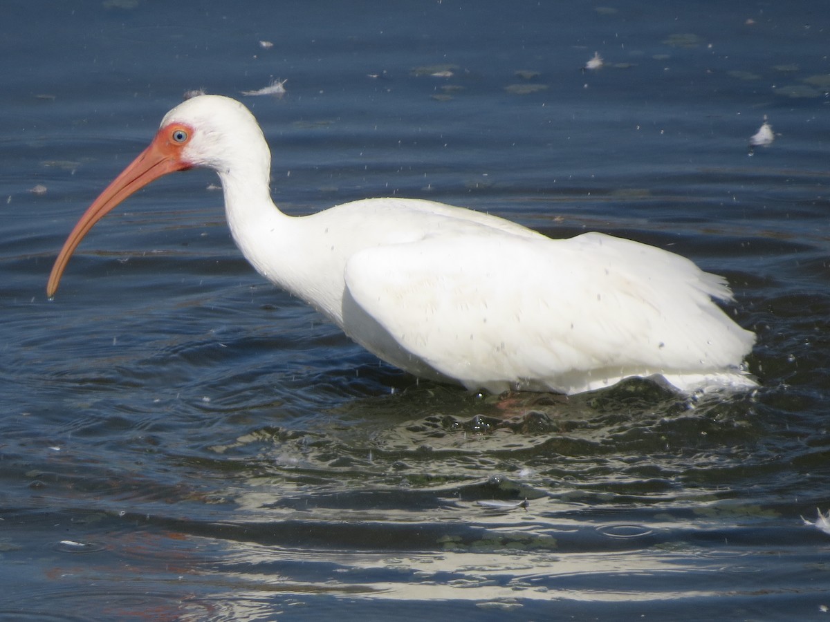 White Ibis - ML646322242