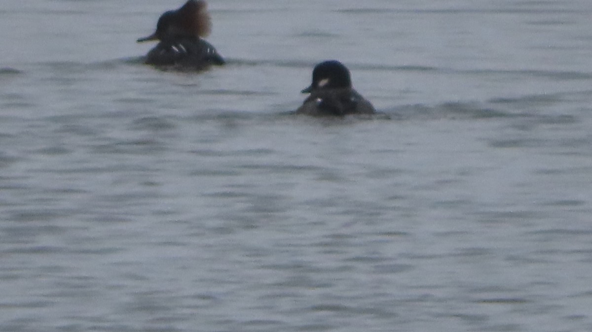 Bufflehead - ML646322244