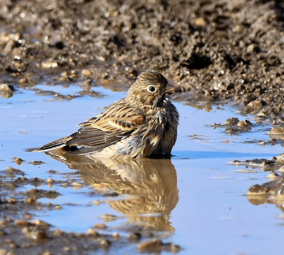 Vesper Sparrow - ML646322245