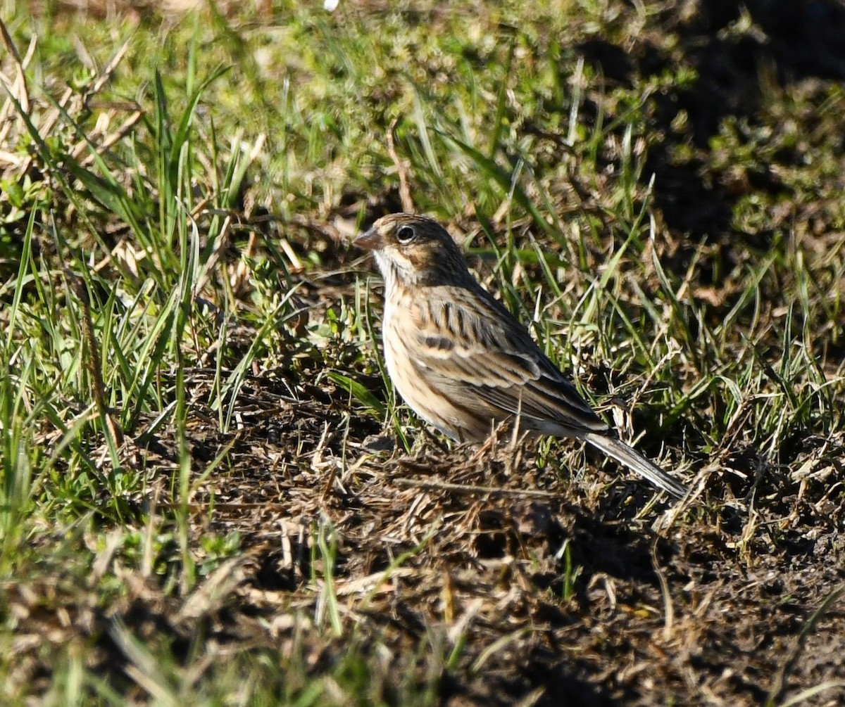 Vesper Sparrow - ML646322247