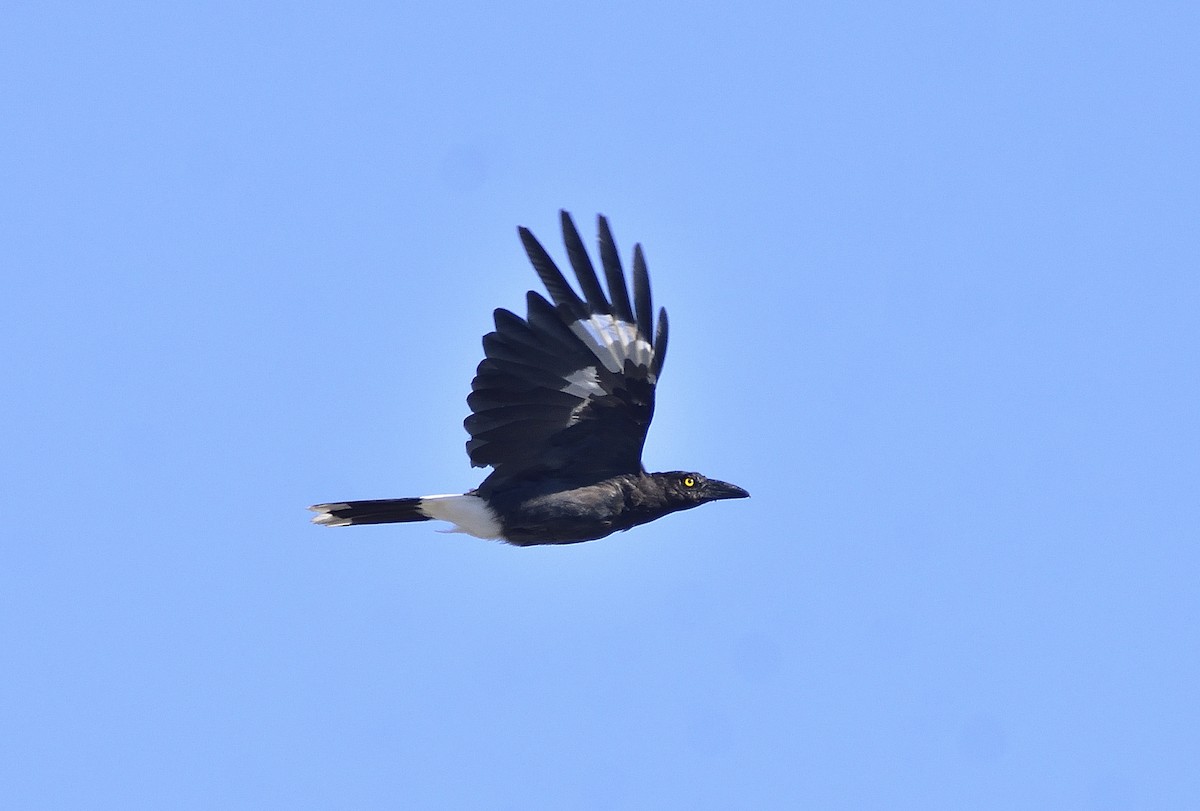 Pied Currawong - ML646322249