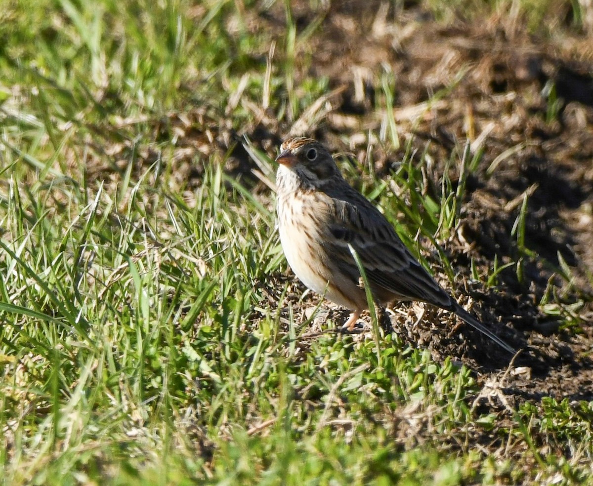 Vesper Sparrow - ML646322254