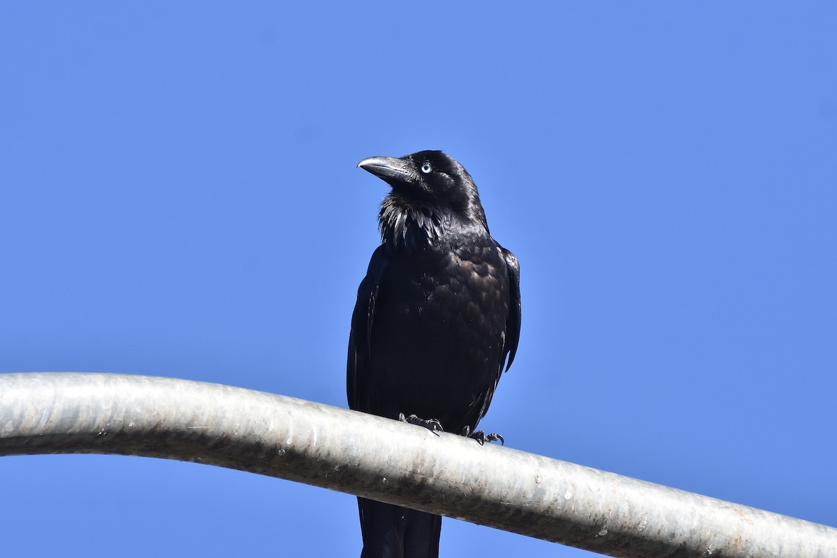 Australian Raven (Eastern) - ML646322255