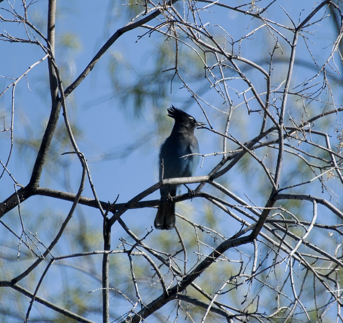 Steller's Jay (Southwest Interior) - ML646322256